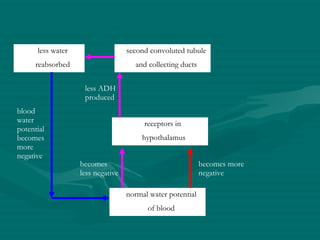 normal water potential of blood receptors in  hypothalamus second convoluted tubule and collecting ducts less water reabsorbed blood water potential becomes more negative becomes less negative less ADH produced becomes more negative 