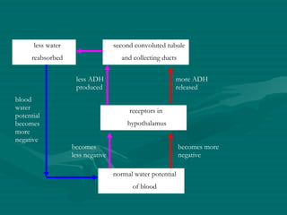normal water potential of blood receptors in  hypothalamus second convoluted tubule and collecting ducts less water reabsorbed blood water potential becomes more negative becomes less negative less ADH produced becomes more negative more ADH released 