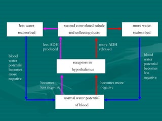 normal water potential of blood receptors in  hypothalamus second convoluted tubule and collecting ducts less water reabsorbed blood water potential becomes more negative becomes less negative less ADH produced becomes more negative more ADH released more water reabsorbed blood water potential becomes less negative 