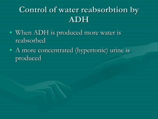 Control of water reabsorbtion by ADH When ADH is produced more water is reabsorbed A more concentrated (hypertonic) urine is produced 