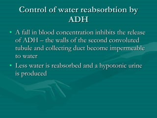 Control of water reabsorbtion by ADH A fall in blood concentration inhibits the release of ADH – the walls of the second convoluted tubule and collecting duct become impermeable to water Less water is reabsorbed and a hypotonic urine is produced 