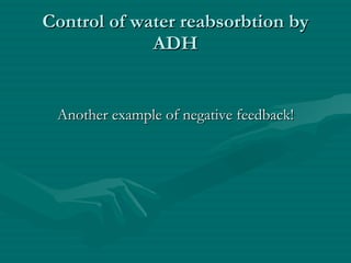 Control of water reabsorbtion by ADH Another example of negative feedback! 
