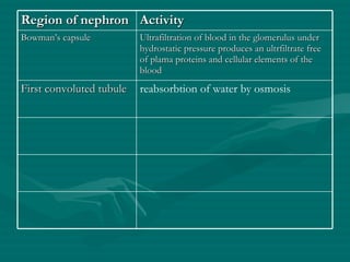 Region of nephron Activity Bowman’s capsule Ultrafiltration of blood in the glomerulus under hydrostatic pressure produces an ultrfiltrate free of plama proteins and cellular elements of the blood First convoluted tubule reabsorbtion of water by osmosis 