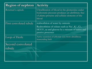 Region of nephron Activity Bowman’s capsule Ultrafiltration of blood in the glomerulus under hydrostatic pressure produces an ultrfiltrate free of plama proteins and cellular elements of the blood First convoluted tubule reabsorbtion of water by osmosis Reabsorbtion of solutes such as Na + , K + , Cl - , HCO3 - , aa and glucose by a mixture of active and passive processes Loop of Henle Active secretion of chloride ions from ultrafiltrate inascending limb Second convoluted tubule 