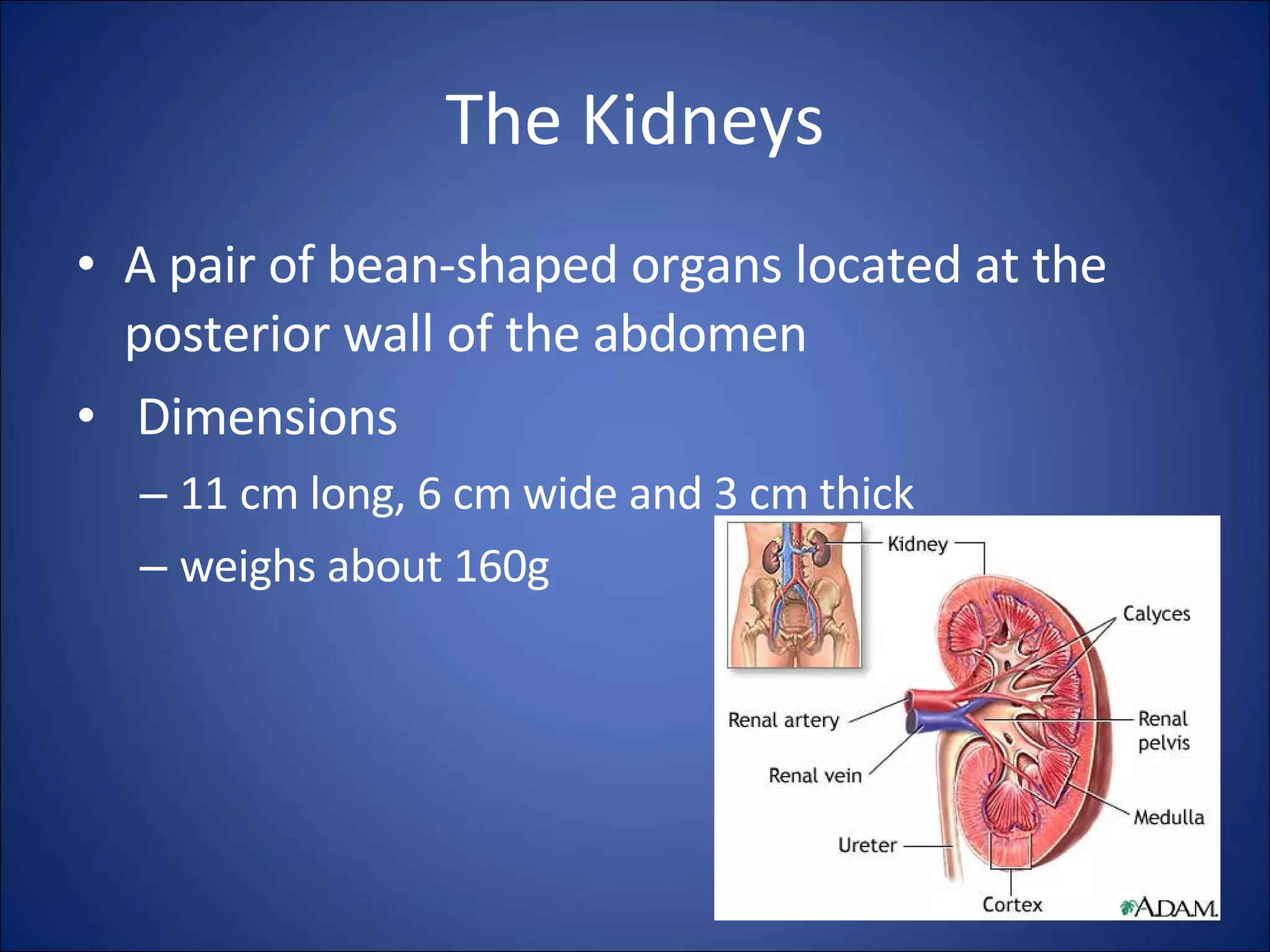 The Kidneys A pair of bean-shaped organs located at the posterior wall of the abdomen Dimensions 11 cm long, 6 cm wide and 3 cm thick weighs about 160g 