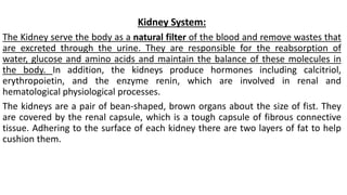 Kidney System:
The Kidney serve the body as a natural filter of the blood and remove wastes that
are excreted through the urine. They are responsible for the reabsorption of
water, glucose and amino acids and maintain the balance of these molecules in
the body. In addition, the kidneys produce hormones including calcitriol,
erythropoietin, and the enzyme renin, which are involved in renal and
hematological physiological processes.
The kidneys are a pair of bean-shaped, brown organs about the size of fist. They
are covered by the renal capsule, which is a tough capsule of fibrous connective
tissue. Adhering to the surface of each kidney there are two layers of fat to help
cushion them.
 