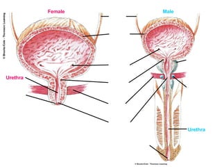 Functions of the Kidney, Urine formation | PPT