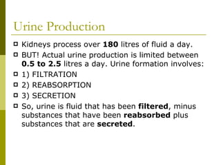 Urine Production Kidneys process over  180  litres of fluid a day.  BUT! Actual urine production is limited between  0.5 to 2.5  litres a day. Urine formation involves: 1) FILTRATION 2) REABSORPTION 3) SECRETION So, urine is fluid that has been  filtered , minus substances that have been  reabsorbed  plus substances that are  secreted . 