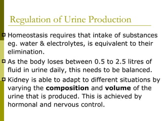 Regulation of Urine Production Homeostasis requires that intake of substances eg. water & electrolytes, is equivalent to their elimination. As the body loses between 0.5 to 2.5 litres of fluid in urine daily, this needs to be balanced.  Kidney is able to adapt to different situations by varying the  composition  and  volume  of the urine that is produced. This is achieved by hormonal and nervous control. 