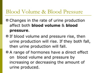 Blood Volume & Blood Pressure Changes in the rate of urine production affect both  blood volume  &  blood pressure . If blood volume and pressure rise, then urine production will rise. If they both fall, then urine production will fall. A range of hormones have a direct effect on  blood volume and pressure by increasing or decreasing the amount of urine produced. 