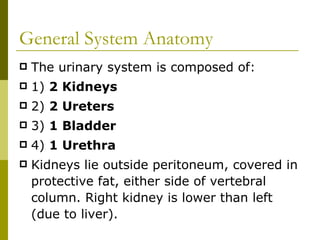 General System Anatomy The urinary system is composed of: 1)  2 Kidneys 2)  2 Ureters 3)  1 Bladder 4)  1 Urethra Kidneys lie outside peritoneum, covered in protective fat, either side of vertebral column. Right kidney is lower than left (due to liver). 