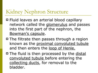 Kidney Nephron Structure Fluid leaves an arterial blood capillary network called the  glomerulus  and passes into the first part of the nephron, the  Bowman’s capsule . The filtrate then passes through a region known as the  proximal convoluted tubule  and then enters the  loop of Henle. The fluid is then processed by the  distal convoluted tubule  before entering the  collecting ducts , for removal to the bladder. 