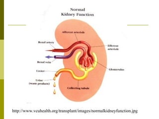 http://www.vcuhealth.org/transplant/images/normalkidneyfunction.jpg 