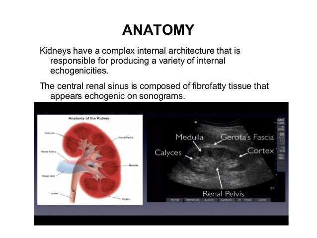 Kidney ultrasound