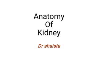 Anatomy
Of
Kidney
Dr shaista
 
