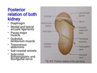 Kidney anatomy 1.pdf