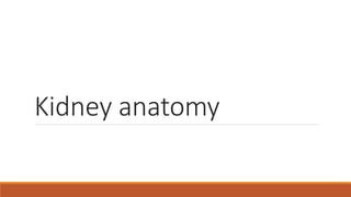 Kidney anatomy
 