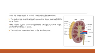 There are three layers of tissues surrounding each kidneys:
 The outermost layer is a tough connective tissue layer called the
renal fascia.
The second layer is called the perirenal fat capsule, which helps
anchor the kidneys in place.
 The third and innermost layer is the renal capsule.
 
