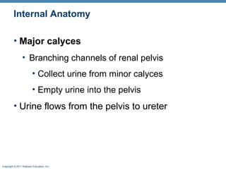 Copyright © 2011 Pearson Education, Inc.
Internal Anatomy
• Major calyces
• Branching channels of renal pelvis
• Collect urine from minor calyces
• Empty urine into the pelvis
• Urine flows from the pelvis to ureter
 