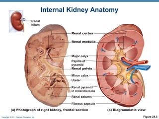 Copyright © 2011 Pearson Education, Inc. Figure 24.3
Renal cortex
Renal medulla
Major calyx
Papilla of
pyramid
Renal pelvis
Ureter
Minor calyx
Renal column
Renal pyramid
in renal medulla
Fibrous capsule
Renal
hilum
(a) Photograph of right kidney, frontal section (b) Diagrammatic view
Internal Kidney Anatomy
 