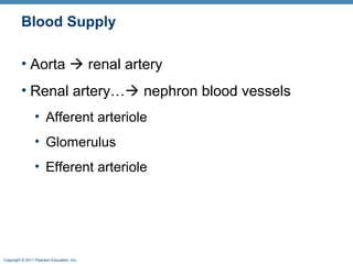 Copyright © 2011 Pearson Education, Inc.
Blood Supply
• Aorta  renal artery
• Renal artery… nephron blood vessels
• Afferent arteriole
• Glomerulus
• Efferent arteriole
 