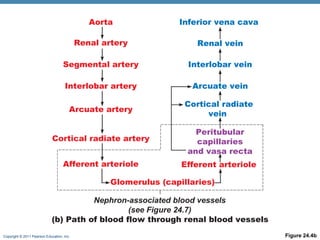 Copyright © 2011 Pearson Education, Inc. Figure 24.4b
Aorta
Renal artery
Segmental artery
Interlobar artery
Arcuate artery
Cortical radiate artery
Afferent arteriole
Glomerulus (capillaries)
Nephron-associated blood vessels
(see Figure 24.7)
Inferior vena cava
Renal vein
Interlobar vein
Arcuate vein
Cortical radiate
vein
Peritubular
capillaries
and vasa recta
Efferent arteriole
(b) Path of blood flow through renal blood vessels
 
