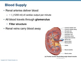 Copyright © 2011 Pearson Education, Inc.
Blood Supply
• Renal arteries deliver blood
• ~ 1
/4 (1200 ml) of cardiac output per minute
• All blood travels through glomerulus
• Filter structure
• Renal veins carry blood away
 