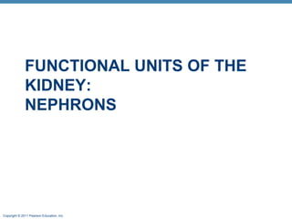 Copyright © 2011 Pearson Education, Inc.
FUNCTIONAL UNITS OF THE
KIDNEY:
NEPHRONS
 