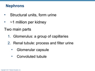 Copyright © 2011 Pearson Education, Inc.
Nephrons
• Structural units, form urine
• ~1 million per kidney
Two main parts
1. Glomerulus: a group of capillaries
2. Renal tubule: process and filter urine
• Glomerular capsule
• Convoluted tubule
 