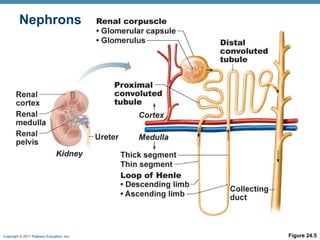 Copyright © 2011 Pearson Education, Inc. Figure 24.5
Nephrons
 