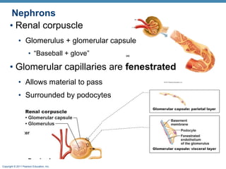 Copyright © 2011 Pearson Education, Inc.
Nephrons
• Renal corpuscle
• Glomerulus + glomerular capsule
• “Baseball + glove”
• Glomerular capillaries are fenestrated
• Allows material to pass
• Surrounded by podocytes
 