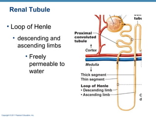 Copyright © 2011 Pearson Education, Inc.
Renal Tubule
• Loop of Henle
• descending and
ascending limbs
• Freely
permeable to
water
 