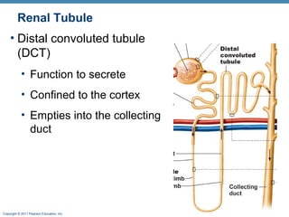 Copyright © 2011 Pearson Education, Inc.
Renal Tubule
• Distal convoluted tubule
(DCT)
• Function to secrete
• Confined to the cortex
• Empties into the collecting
duct
 