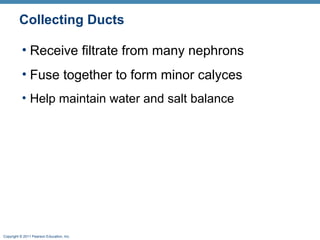 Copyright © 2011 Pearson Education, Inc.
Collecting Ducts
• Receive filtrate from many nephrons
• Fuse together to form minor calyces
• Help maintain water and salt balance
 