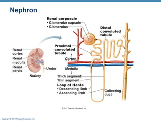 Copyright © 2011 Pearson Education, Inc.
Nephron
 