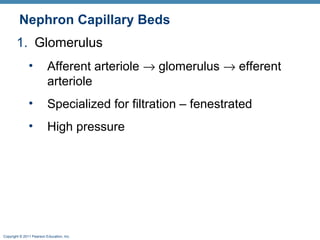 Copyright © 2011 Pearson Education, Inc.
Nephron Capillary Beds
1. Glomerulus
• Afferent arteriole → glomerulus → efferent
arteriole
• Specialized for filtration – fenestrated
• High pressure
 