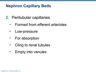 Copyright © 2011 Pearson Education, Inc.
Nephron Capillary Beds
2. Peritubular capillaries
• Formed from efferent arterioles
• Low-pressure
• For absorption
• Cling to renal tubules
• Empty into venules
 