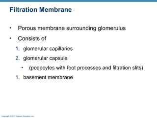 Copyright © 2011 Pearson Education, Inc.
Filtration Membrane
• Porous membrane surrounding glomerulus
• Consists of
1. glomerular capillaries
2. glomerular capsule
• (podocytes with foot processes and filtration slits)
1. basement membrane
 