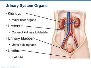 Copyright © 2011 Pearson Education, Inc.
Urinary System Organs
• Kidneys
• Major filter organs
• Ureters
• Connect kidneys to bladder
• Urinary bladder
• Urine holding tank
• Urethra
• Exit tube
 