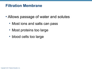 Copyright © 2011 Pearson Education, Inc.
Filtration Membrane
• Allows passage of water and solutes
• Most ions and salts can pass
• Most proteins too large
• blood cells too large
 