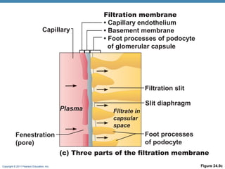 Copyright © 2011 Pearson Education, Inc. Figure 24.9c
(c) Three parts of the filtration membrane
Fenestration
(pore)
Filtrate in
capsular
space
Foot processes
of podocyte
Filtration slit
Slit diaphragm
Capillary
Filtration membrane
• Capillary endothelium
• Basement membrane
• Foot processes of podocyte
of glomerular capsule
Plasma
 