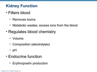 Copyright © 2011 Pearson Education, Inc.
Kidney Function
• Filters blood
• Removes toxins
• Metabolic wastes, excess ions from the blood
• Regulates blood chemistry
• Volume
• Composition (electrolytes)
• pH
• Endocrine function
• Erythropoetin production
 