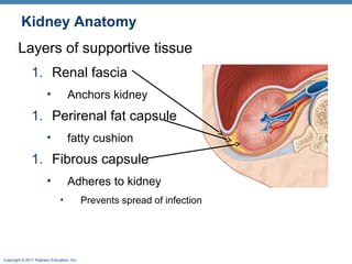Copyright © 2011 Pearson Education, Inc.
Kidney Anatomy
Layers of supportive tissue
1. Renal fascia
• Anchors kidney
1. Perirenal fat capsule
• fatty cushion
1. Fibrous capsule
• Adheres to kidney
• Prevents spread of infection
 
