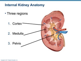Copyright © 2011 Pearson Education, Inc.
Internal Kidney Anatomy
• Three regions
1. Cortex
2. Medulla
3. Pelvis
 