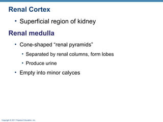 Copyright © 2011 Pearson Education, Inc.
Renal Cortex
• Superficial region of kidney
Renal medulla
• Cone-shaped “renal pyramids”
• Separated by renal columns, form lobes
• Produce urine
• Empty into minor calyces
 