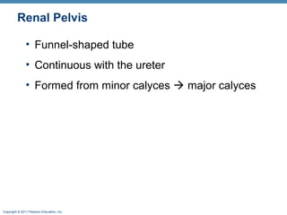 Copyright © 2011 Pearson Education, Inc.
Renal Pelvis
• Funnel-shaped tube
• Continuous with the ureter
• Formed from minor calyces  major calyces
 