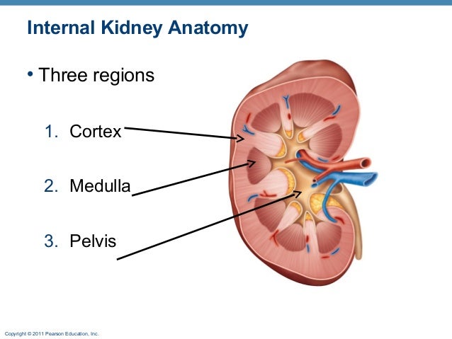 Kidney anat online