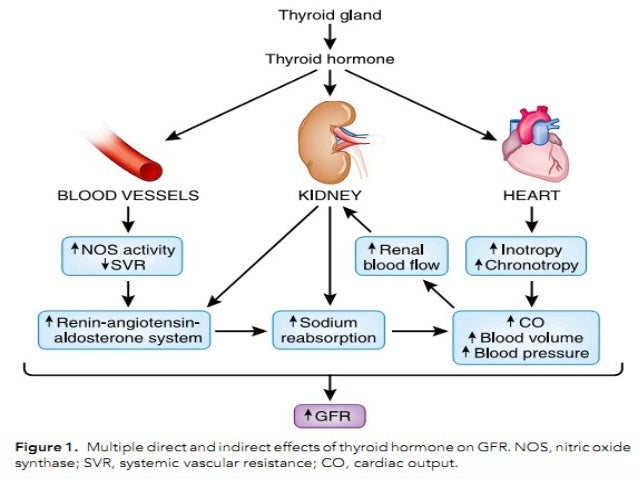 Kidney and endocrine