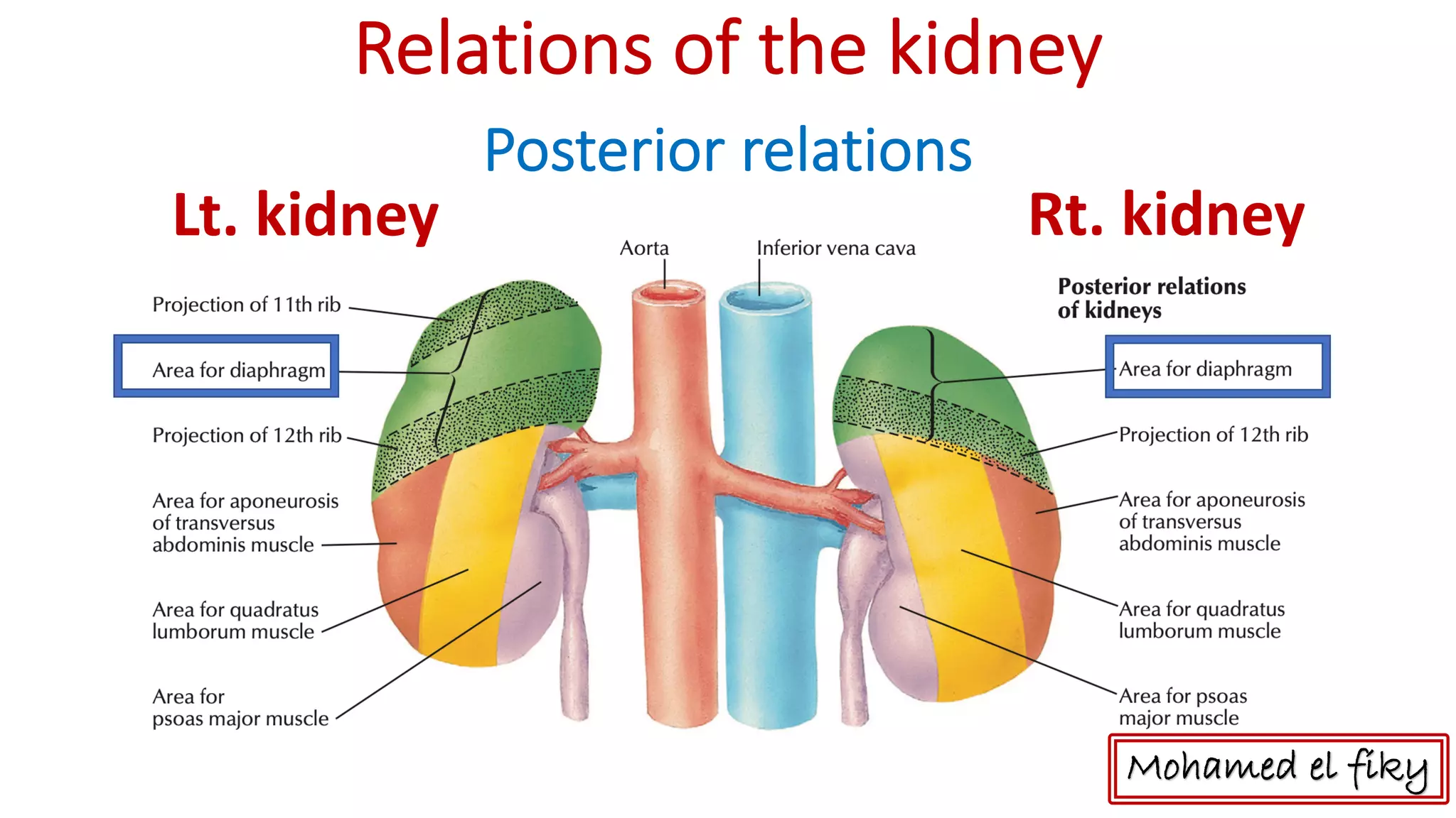 anatomy of Kidney and suprarenal gland | PDF