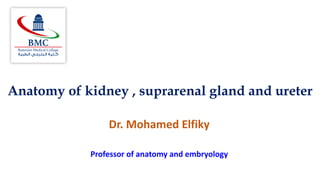Anatomy of kidney , suprarenal gland and ureter
Dr. Mohamed Elfiky
Professor of anatomy and embryology
 